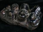 Rare Trilophodon ( Tusked Mastodon) Molar #4249-2